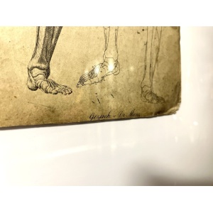 Dr Munz Fecit, A 19th Century Anatomical Etching