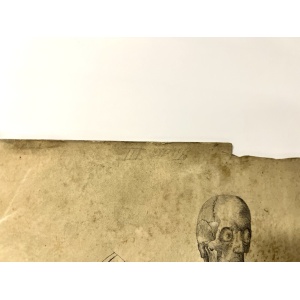 Dr Munz Fecit, A 19th Century Anatomical Etching
