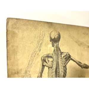 Dr Munz Fecit, A 19th Century Anatomical Etching