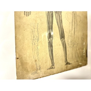 Dr Munz Fecit, A 19th Century Anatomical Etching