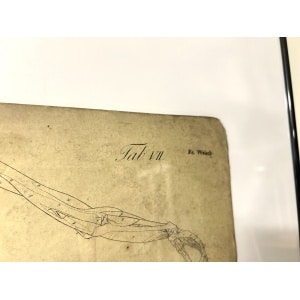 Dr Munz Fecit, A 19th Century Anatomical Etching