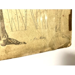 Dr Munz Fecit, A 19th Century Anatomical Etching