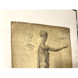 Dr Munz Fecit, A 19th Century Anatomical Etching
