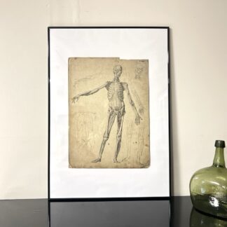 Dr Munz Fecit, A 19th Century Anatomical Etching
