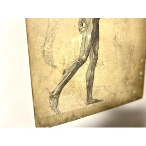 Dr Munz Fecit, A 19th Century Anatomical Etching