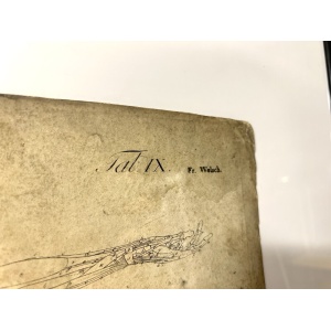 Dr Munz Fecit, A 19th Century Anatomical Etching