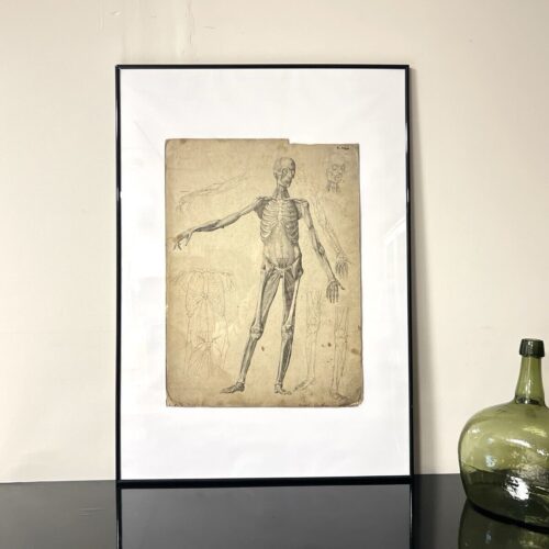 Dr Munz Fecit, A 19th Century Anatomical Etching