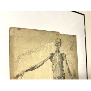 Dr Munz Fecit, A 19th Century Anatomical Etching