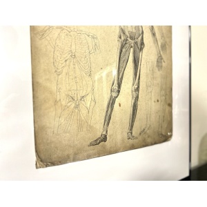 Dr Munz Fecit, A 19th Century Anatomical Etching