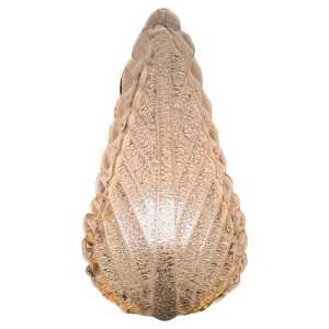 Single Leaf Sconce in Pulegoso Glass with Gold Accents by Barovier & Toso, 1950s