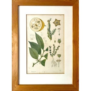 Antique Austrian C19th Lithograph Botanical Print S. Czeiger Wien