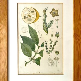 Antique Austrian C19th Lithograph Botanical Print S. Czeiger Wien
