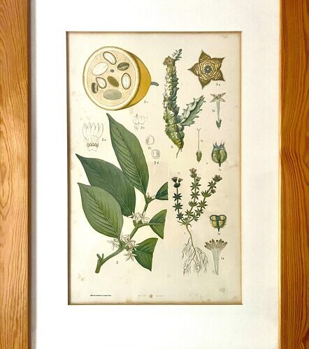 Antique Austrian C19th Lithograph Botanical Print S. Czeiger Wien
