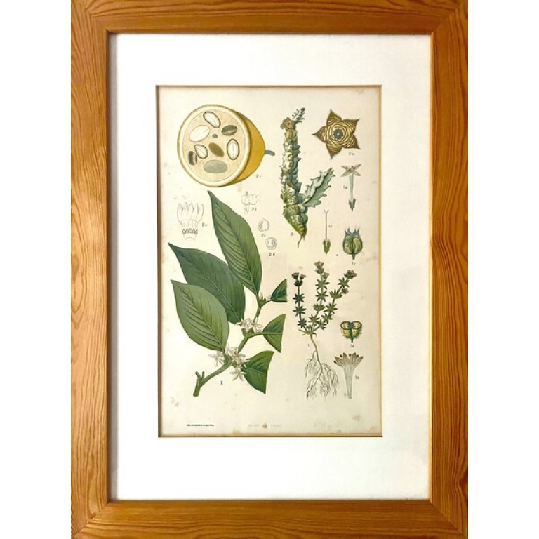 Antique Austrian C19th Lithograph Botanical Print S. Czeiger Wien
