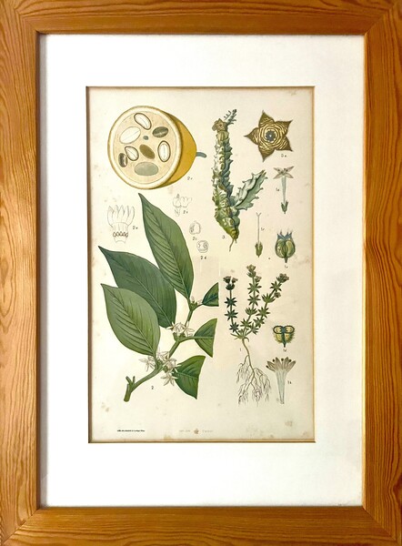 Antique Austrian C19th Lithograph Botanical Print S. Czeiger Wien