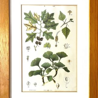 Antique Austrian C19th Lithograph Botanical Print S. Czeiger Wien