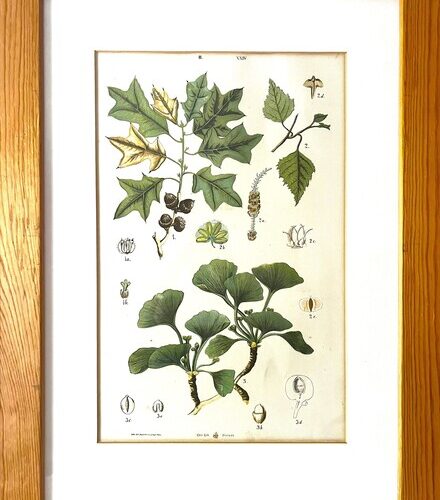 Antique Austrian C19th Lithograph Botanical Print S. Czeiger Wien