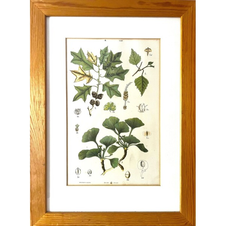 Antique Austrian C19th Lithograph Botanical Print S. Czeiger Wien