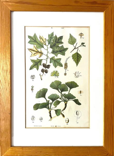 Antique Austrian C19th Lithograph Botanical Print S. Czeiger Wien