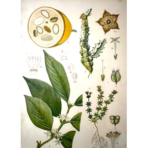 Antique Austrian C19th Lithograph Botanical Print S. Czeiger Wien