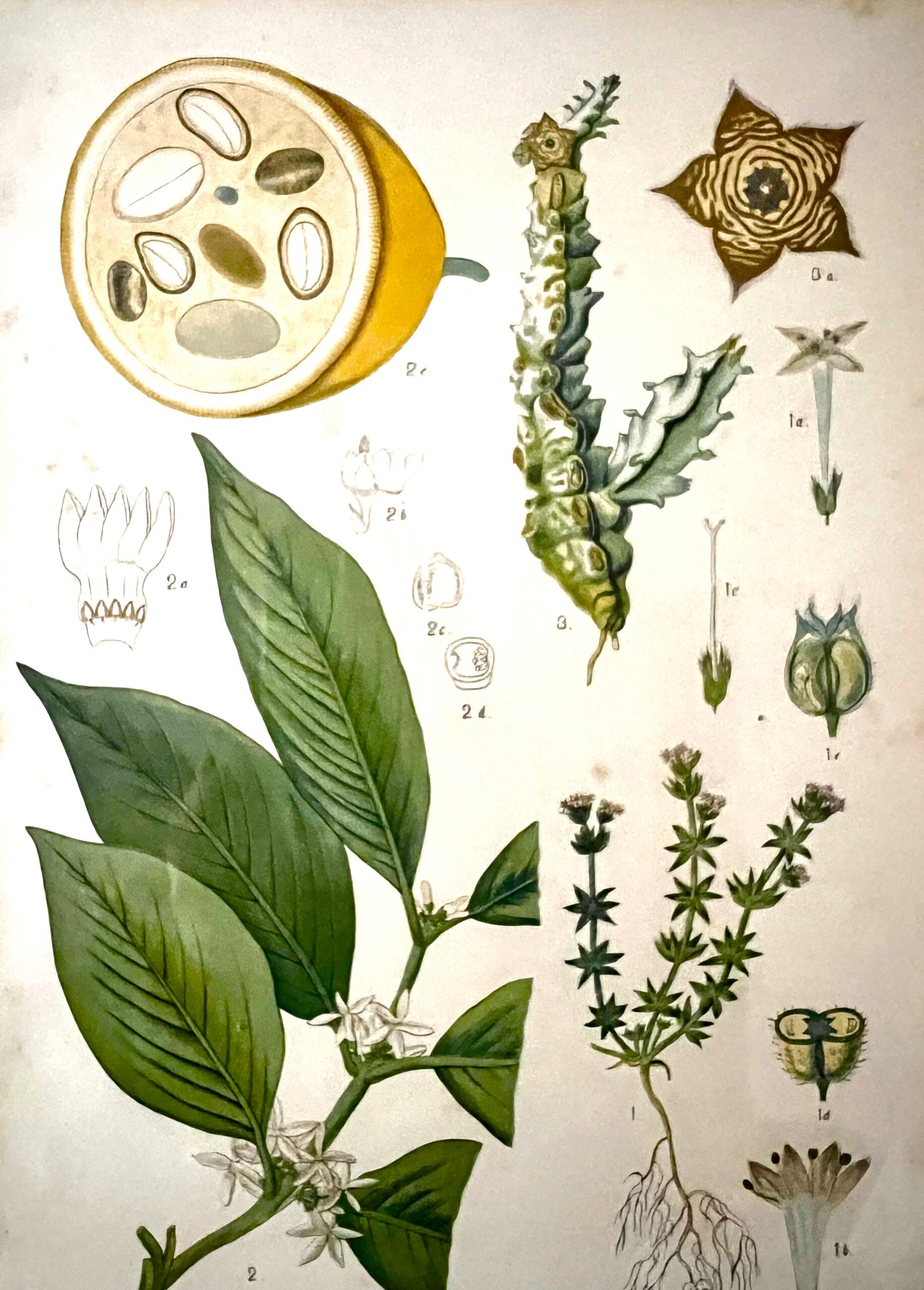 Antique Austrian C19th Lithograph Botanical Print S. Czeiger Wien