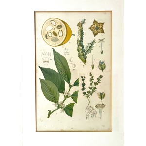 Antique Austrian C19th Lithograph Botanical Print S. Czeiger Wien