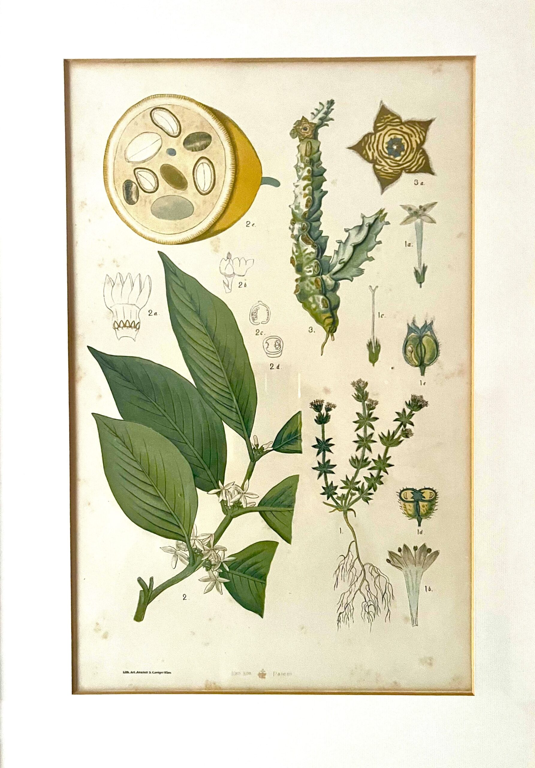 Antique Austrian C19th Lithograph Botanical Print S. Czeiger Wien