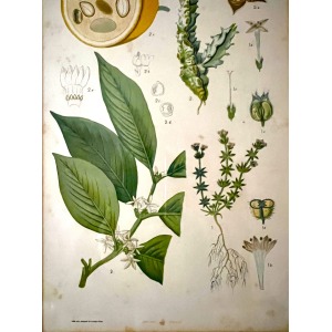 Antique Austrian C19th Lithograph Botanical Print S. Czeiger Wien