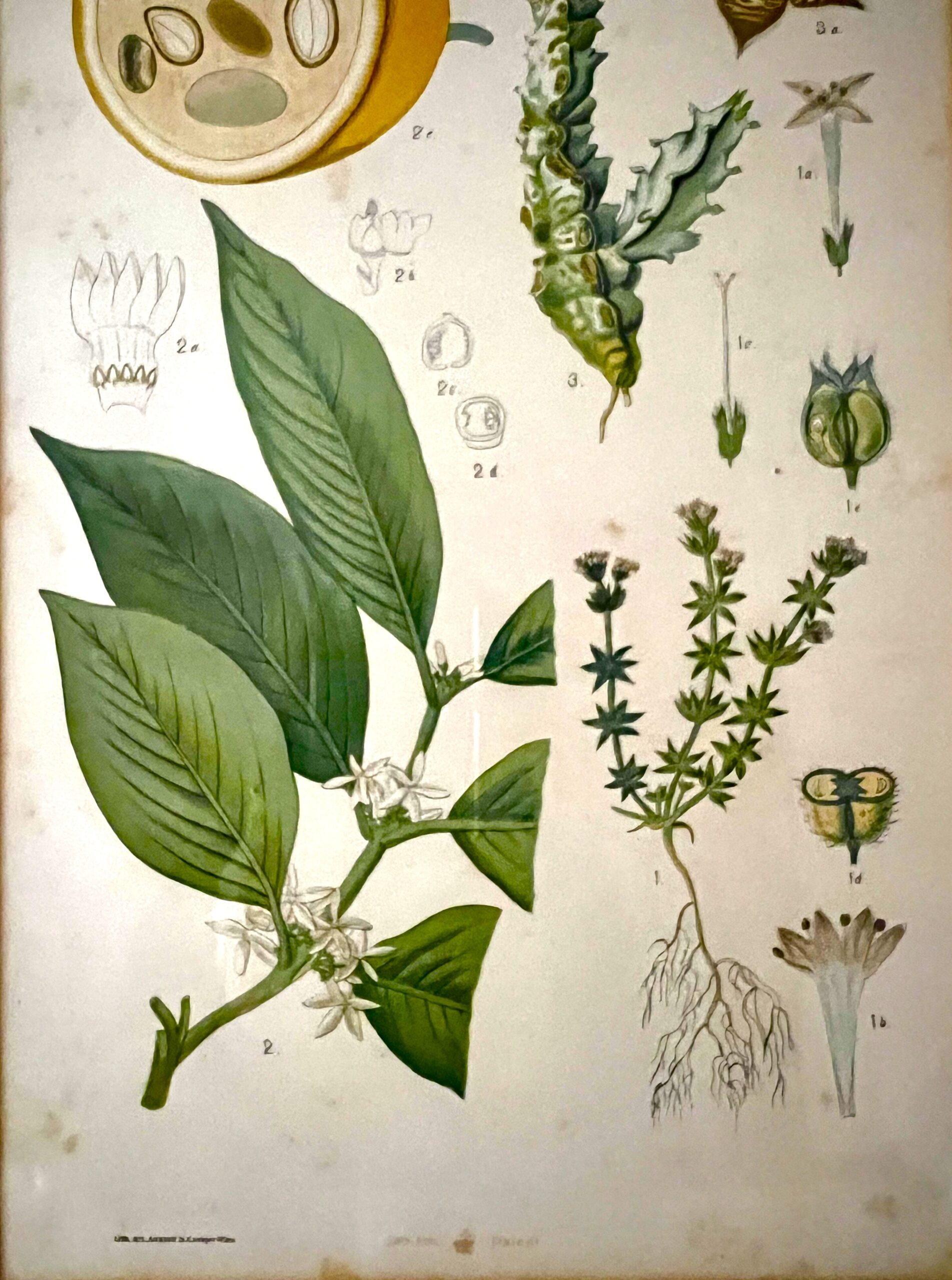 Antique Austrian C19th Lithograph Botanical Print S. Czeiger Wien