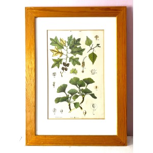 Antique Austrian C19th Lithograph Botanical Print S. Czeiger Wien