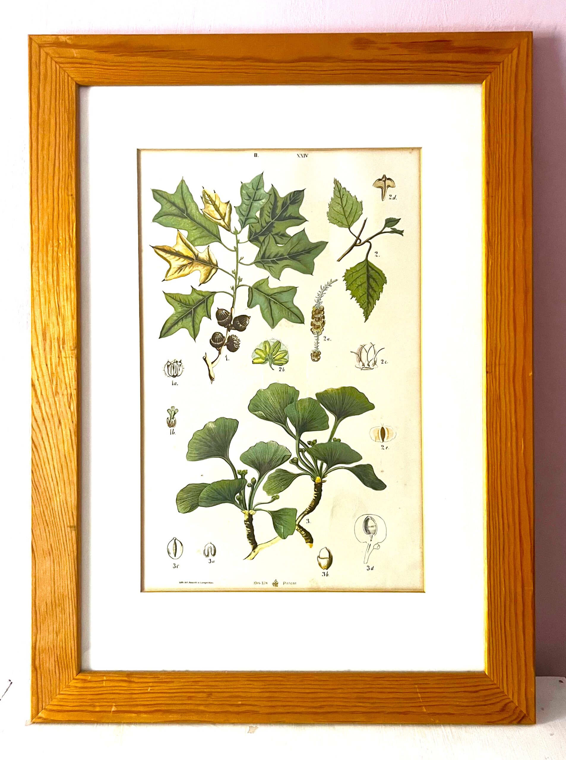 Antique Austrian C19th Lithograph Botanical Print S. Czeiger Wien