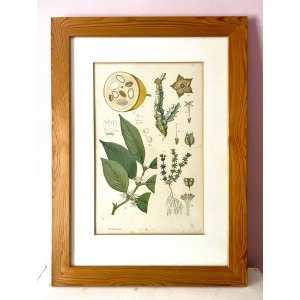 Antique Austrian C19th Lithograph Botanical Print S. Czeiger Wien