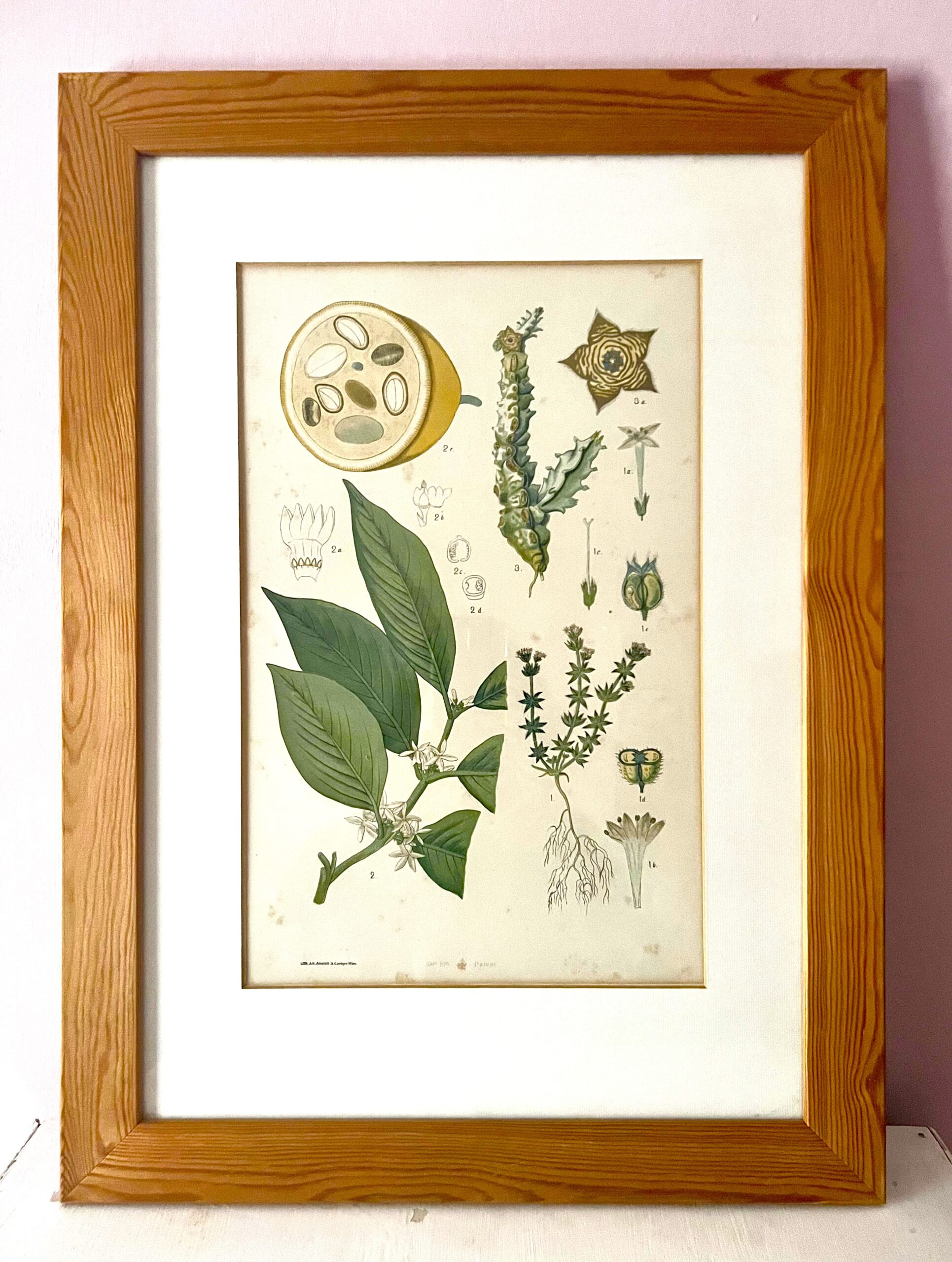 Antique Austrian C19th Lithograph Botanical Print S. Czeiger Wien