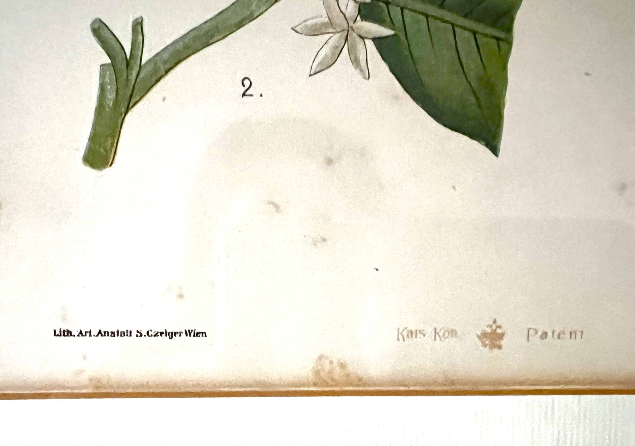 Antique Austrian C19th Lithograph Botanical Print S. Czeiger Wien