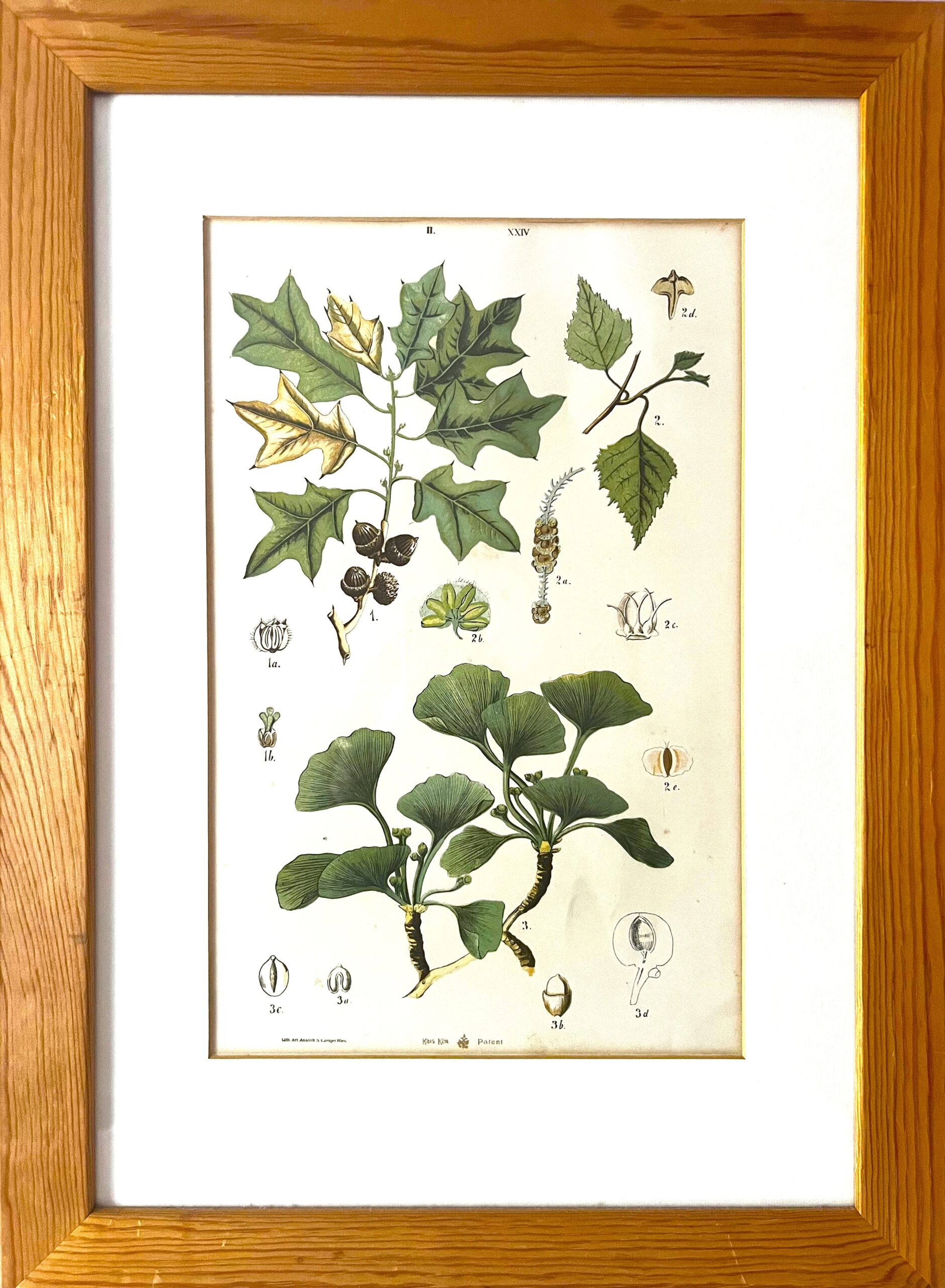 Antique Austrian C19th Lithograph Botanical Print S. Czeiger Wien