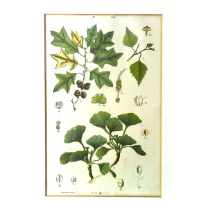 Antique Austrian C19th Lithograph Botanical Print S. Czeiger Wien