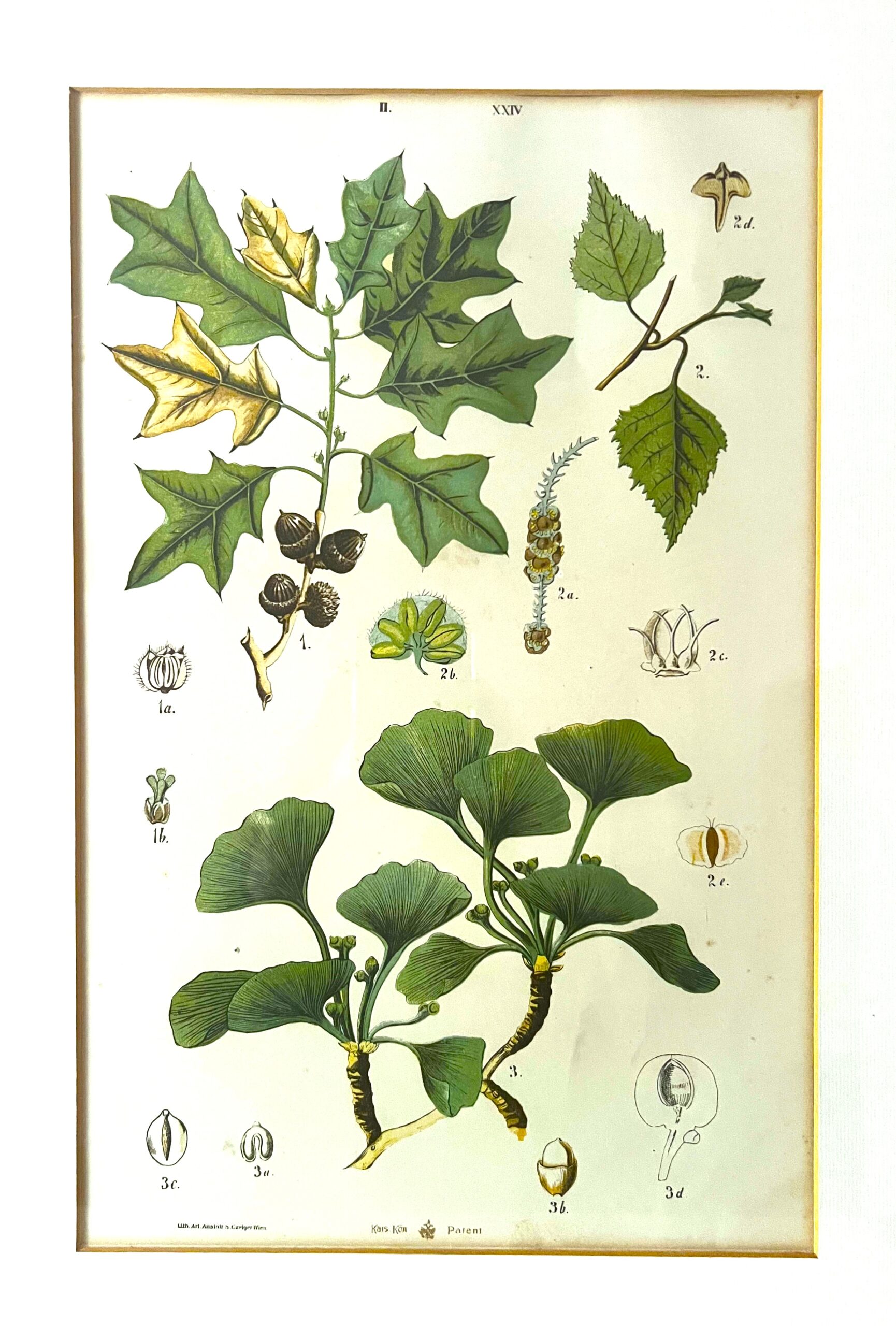Antique Austrian C19th Lithograph Botanical Print S. Czeiger Wien