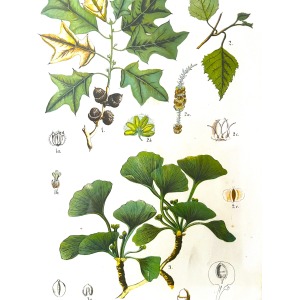 Antique Austrian C19th Lithograph Botanical Print S. Czeiger Wien