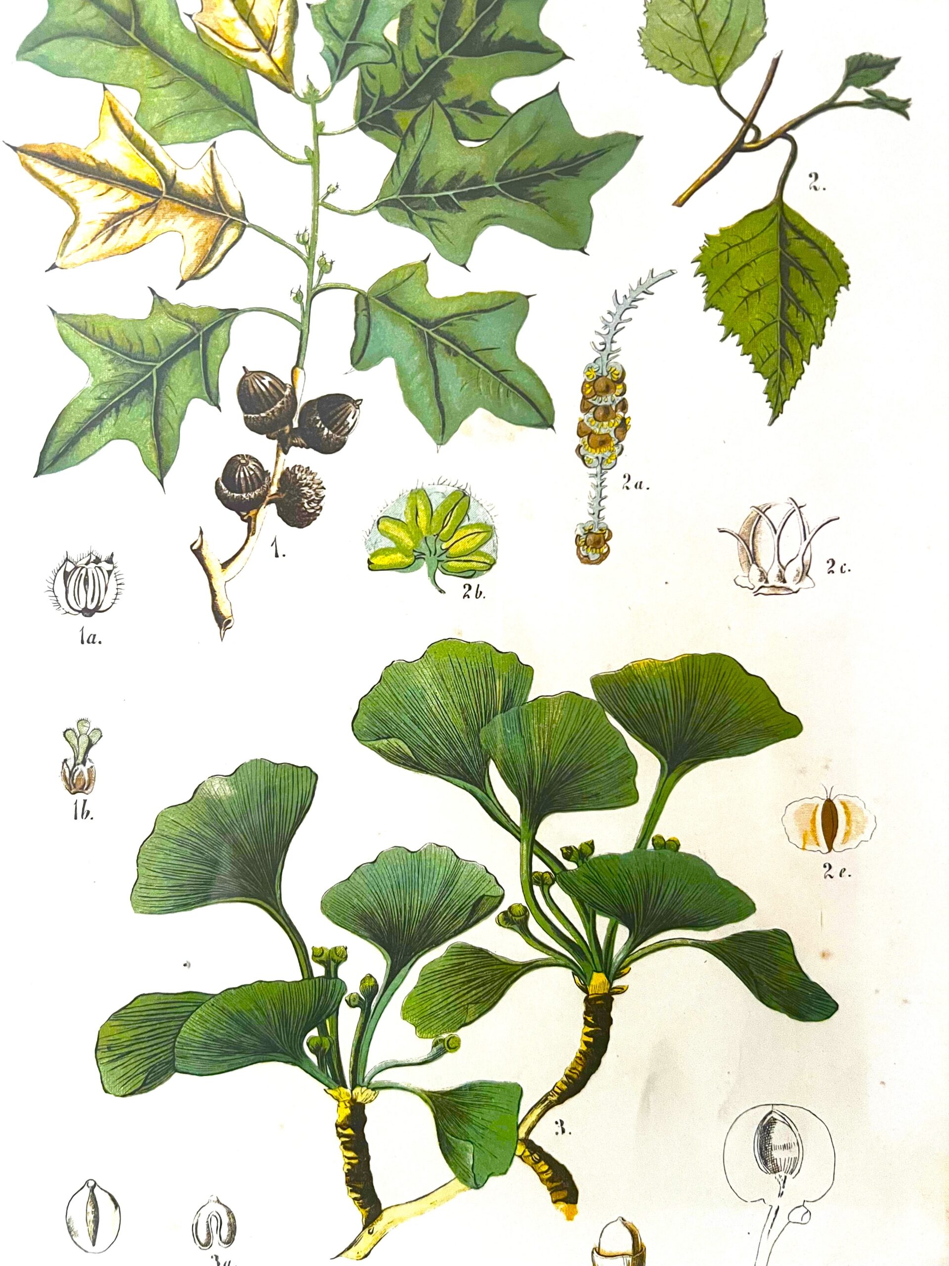Antique Austrian C19th Lithograph Botanical Print S. Czeiger Wien