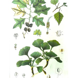 Antique Austrian C19th Lithograph Botanical Print S. Czeiger Wien