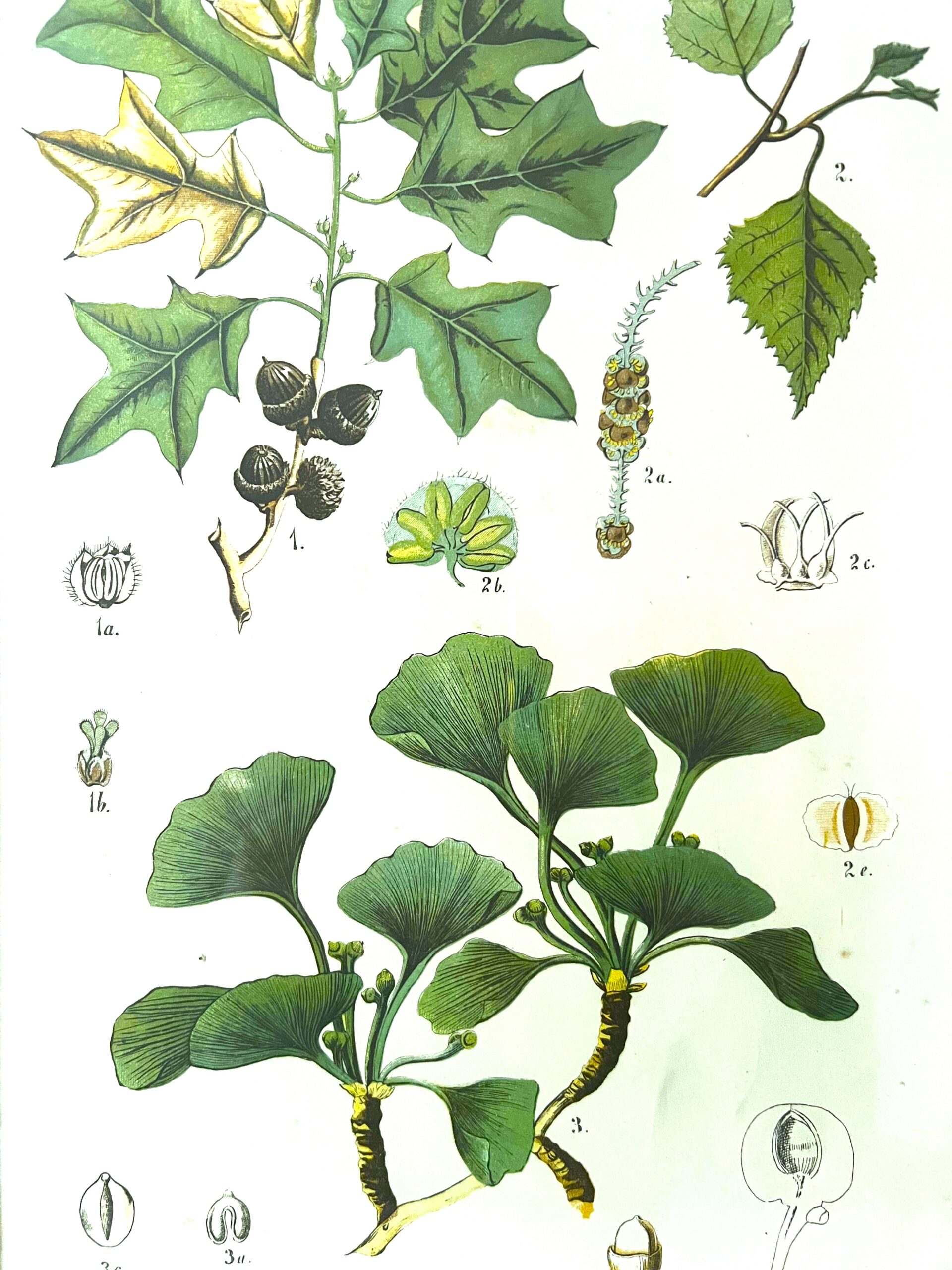 Antique Austrian C19th Lithograph Botanical Print S. Czeiger Wien