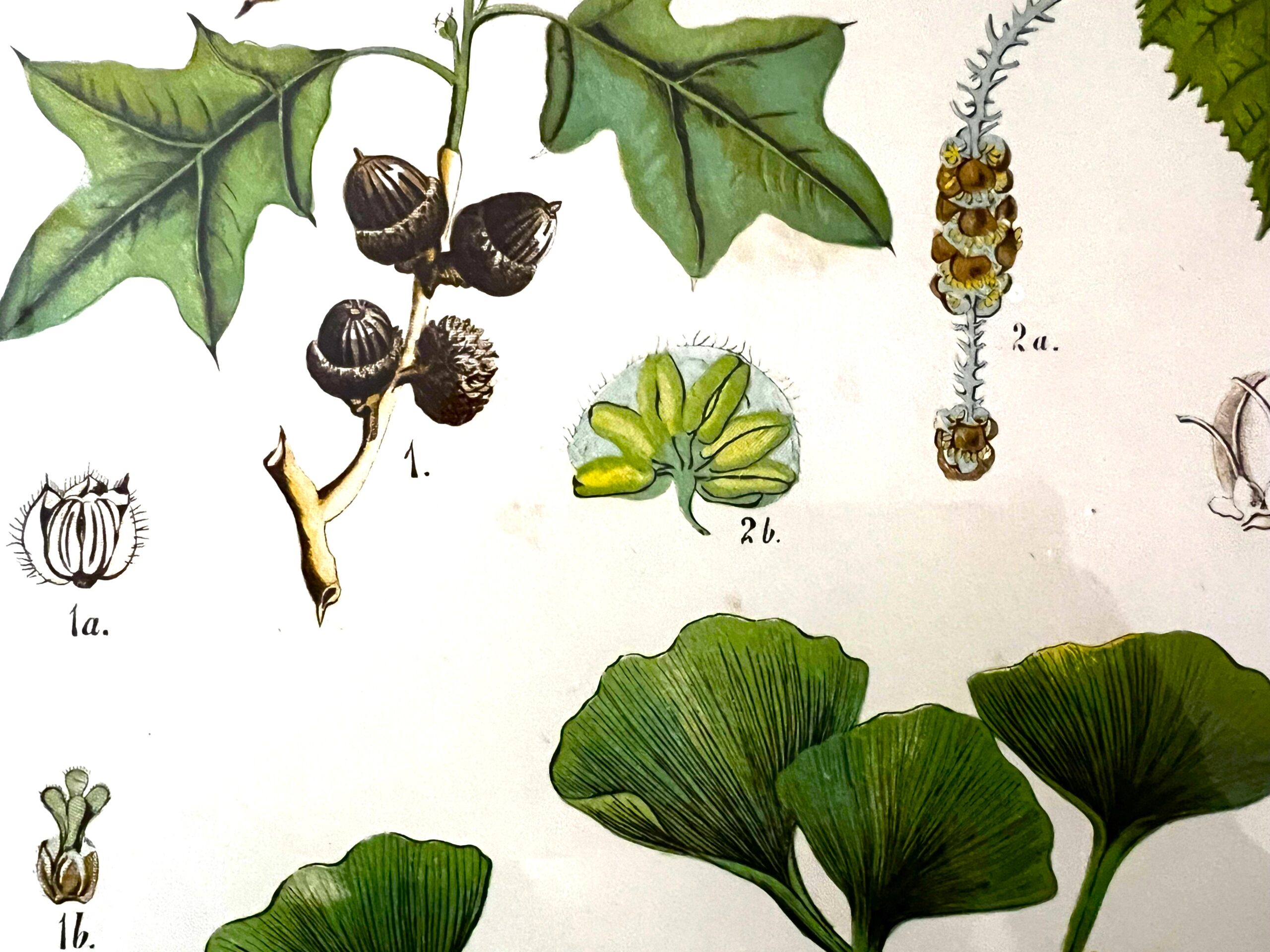 Antique Austrian C19th Lithograph Botanical Print S. Czeiger Wien